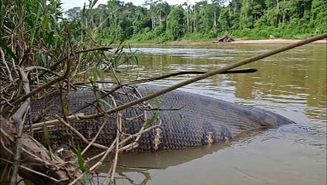 Giant Anaconda Part 1