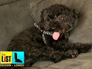 4 Tips to Not Stress Out Your Dog