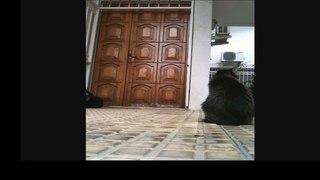 Funny Videos 2014 Funny Cats Video Funny Cat Videos Ever Funny Animals Funny Fails 2014