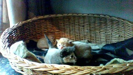 Los Gatitos de Lola, 21 días.