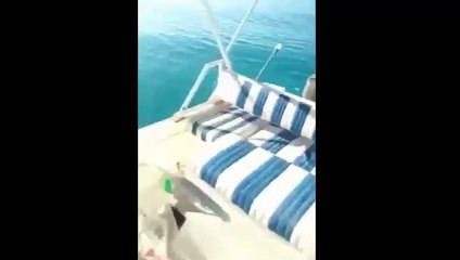 Araplar balığı kırdı geçirdi!!! Dev kum lahosları!!! Harika!!!