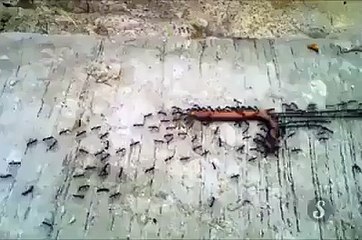 خدا کی شان انسان کی تو عقل حیران ہوتی ہے یہ سب کچھ دیکھ کر -