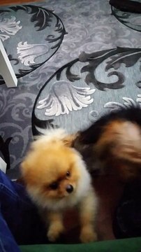 SATILIK POMERANİAN BOO YAVRULARI ORİJİNAL SECERELİ 05414501227