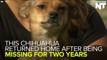 Missing Dog Returned Home After Two Years, Thanks To Microchip Technology