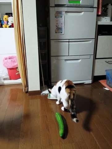 Funny Cat surprised to cucumber
