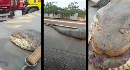 L'un des plus grands serpents jamais vu