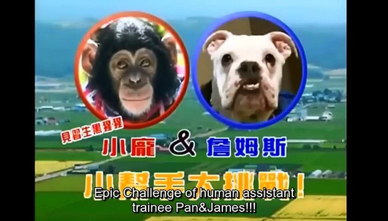 Pankun & James Miyazawa Shirt risk Stained by EGGS engsub 狗狗猩猩大冒險