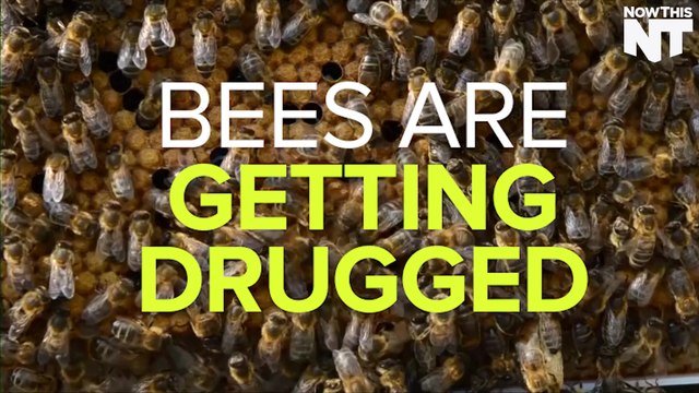 Bees Are Getting All Hyped Up On Caffeine
