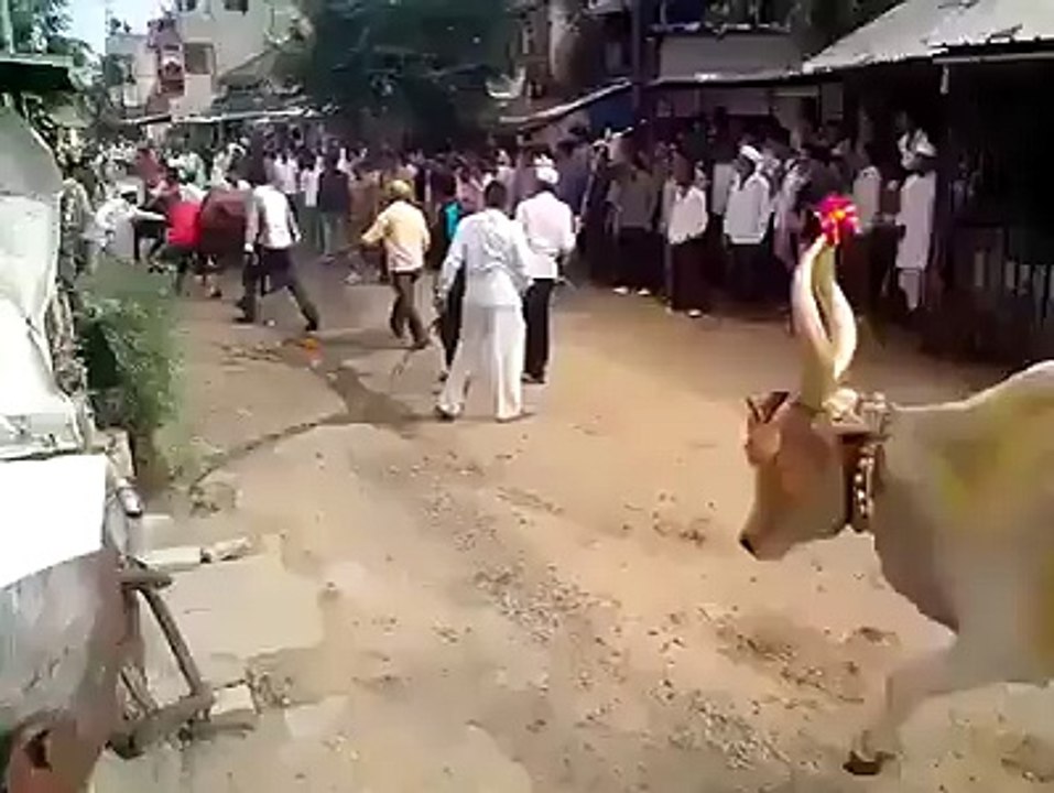 Amazing jump ! Cow Must Watch