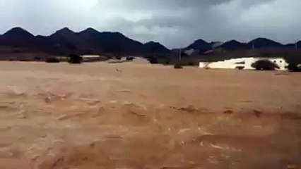السيول القوية تجرف الإبل في ‫السعودية