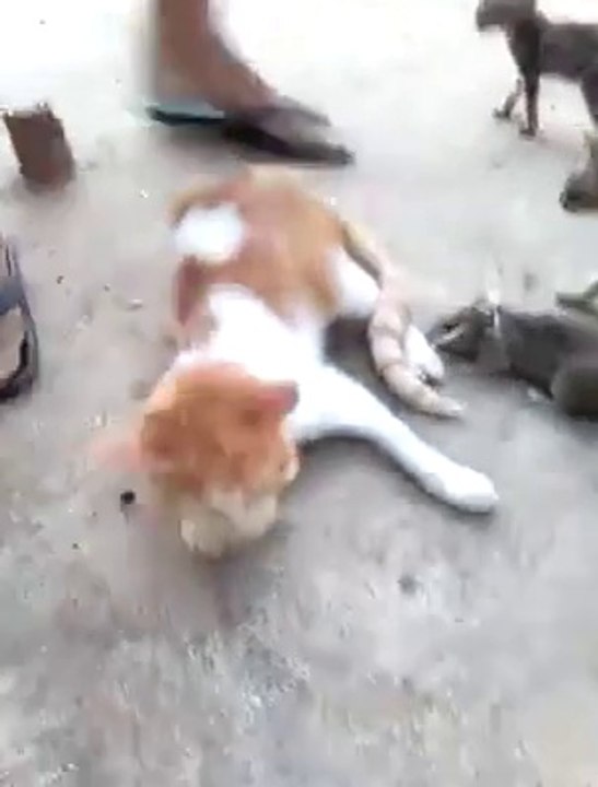 Real Tom and Jerry ! Hahahaha Must Watch very funny