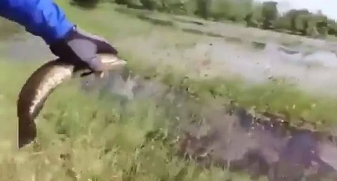 Un pecheur relâche un poisson quand il se fait surprendre