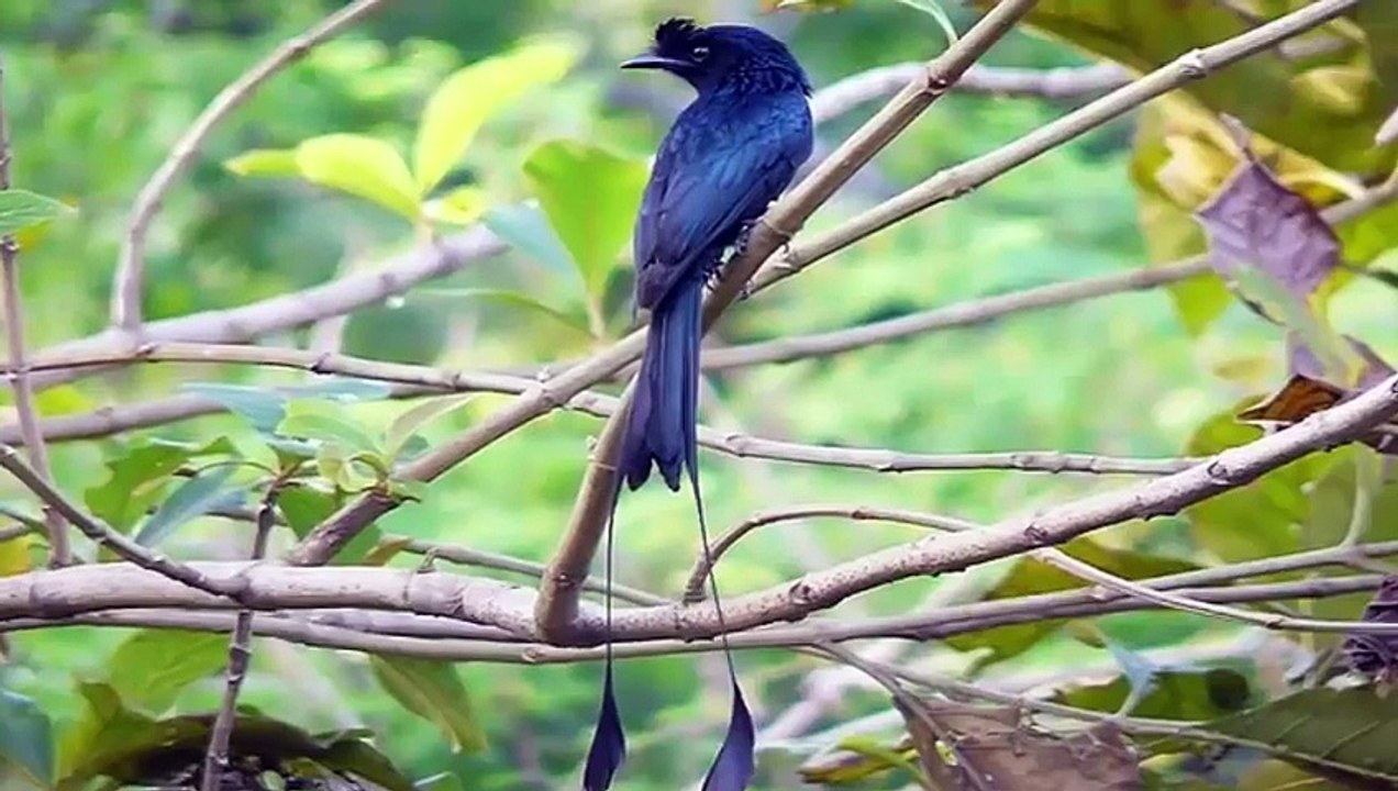 10 loài chim có lông đuôi dài tuyệt đẹp