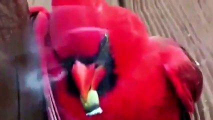 A Red Bird STEALS Some Kids JOINT