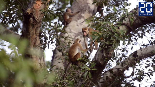 Pourquoi le macaque à toque est un acteur né
