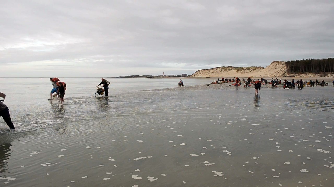 Pêche aux coques en Baie d'Authie