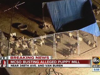 MCSO busts alleged puppy mill