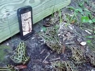 Bắt ếch cực kì nhanh bằng máy tính bảng