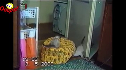 Funny Animals - Funny Cat Videos and Bloopers
