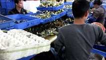 Importar de China, Agente de Compras: Cerraduras de Manilla Cilíndricas y Tubulares / Production 2