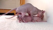 Sphynx cats mating natural