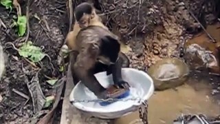 A monkey can do everything must watch by entertainment world