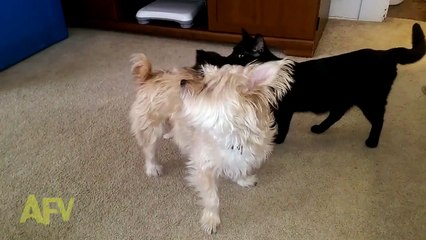 Some dog fur gets matted