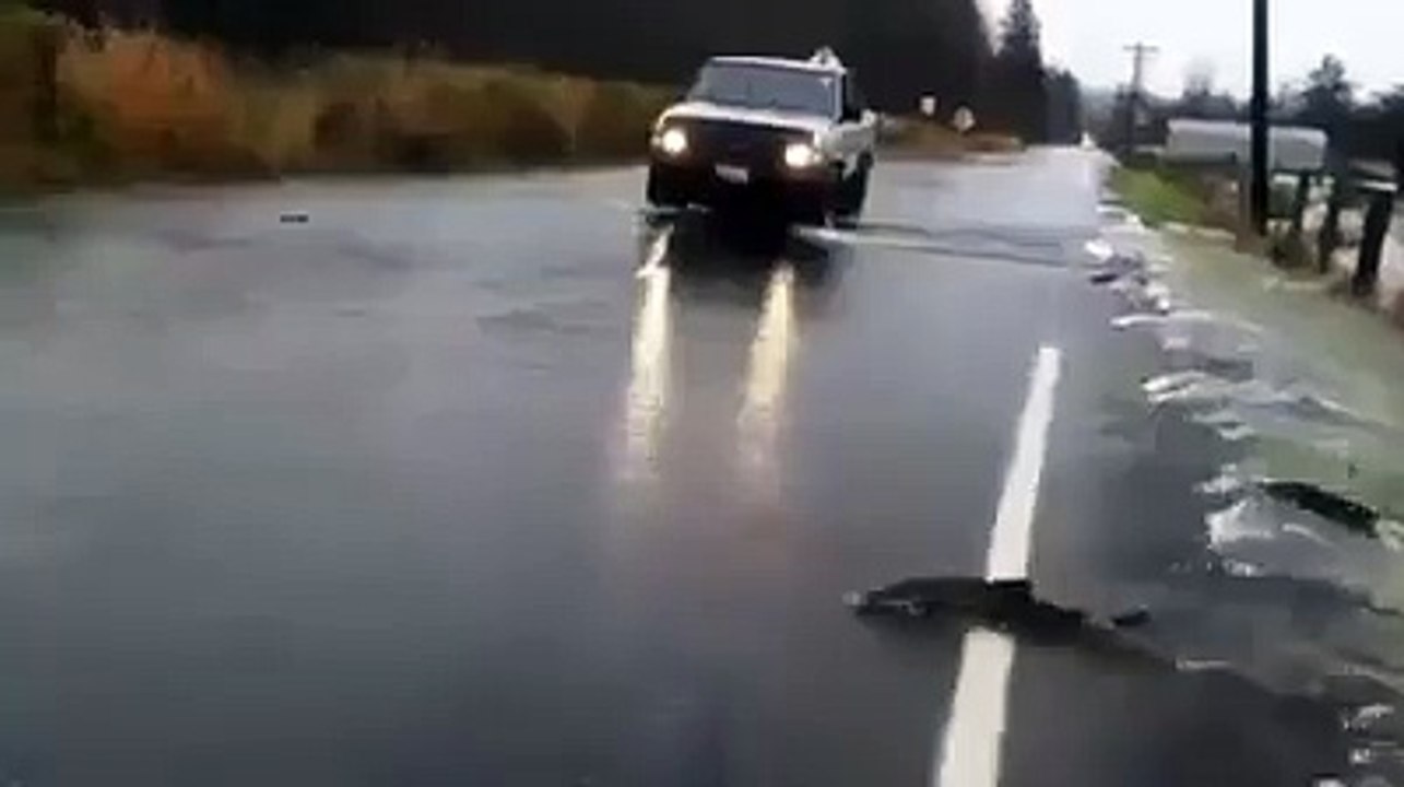 Fish cross the road