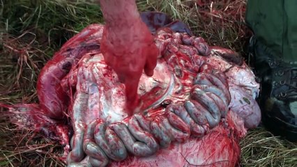 The Shooting Show Skye hinds, venison cookery and Browning X Bolt