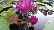 Beautiful blooming water lily flower time Lapse | Flowering water plants