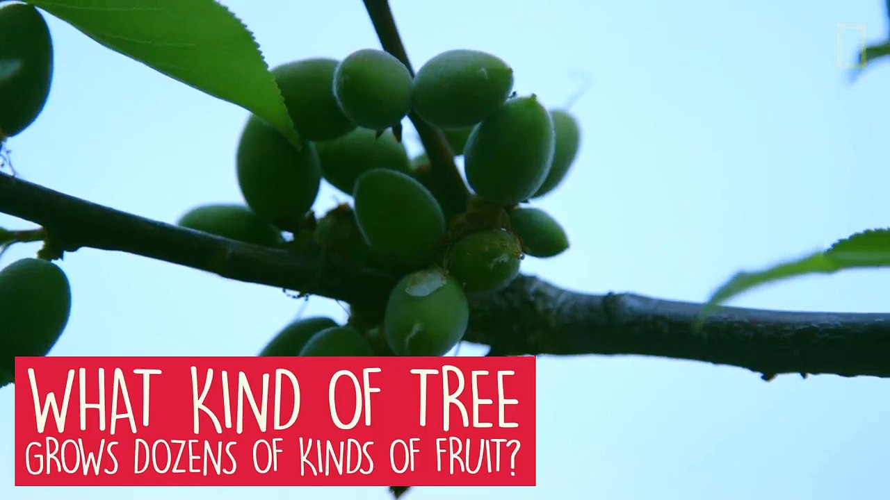 40 different varieties of fruits