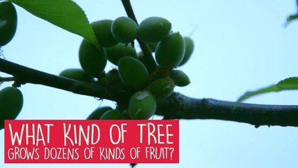 40 different varieties of fruits