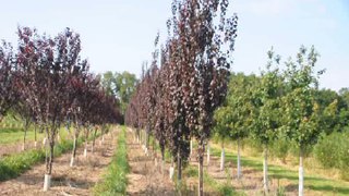 Purple Plum Trees