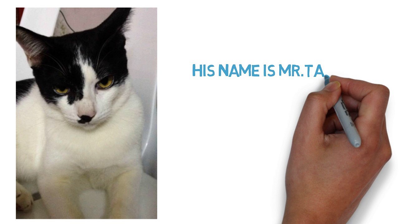 Mr.TAM : The Cat