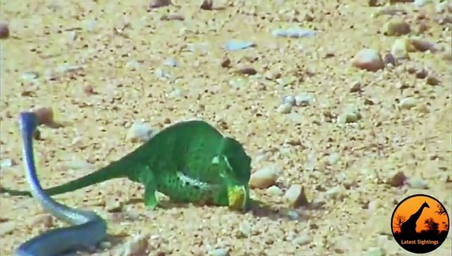 Boomslang Snake vs Chameleon - Latest Wildlife Sightings