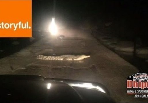 Lodge Owner Politely Orders Crocodiles Off the Road