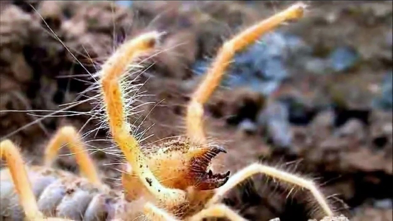 Giant Spider Camel Spider in Iraq