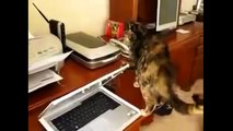 Katzen Video - Lustige Katzen Videos in nur einer Compilation !!! #3