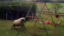 Swing Sheep