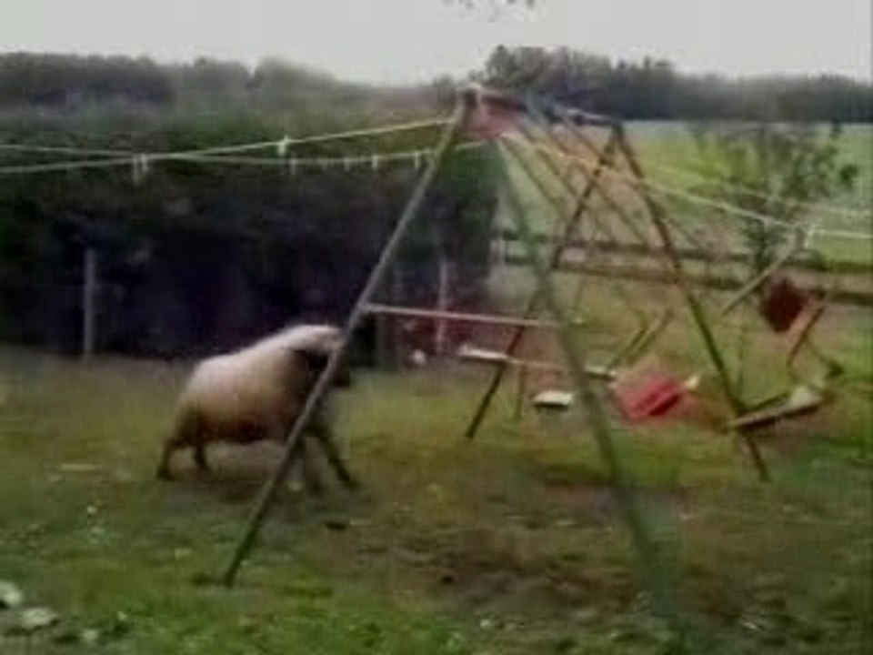 Swing Sheep