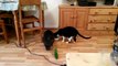 Buzz : Pourquoi les chats ont-ils peur des concombres ? ( Cats Spooked by Cucumbers Compilation ) !