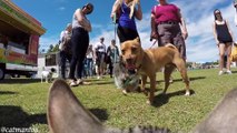 Un chat rencontre 50 chiens. Réaction magique