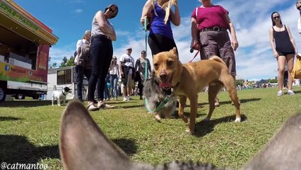 Un chat rencontre 50 chiens. Réaction magique