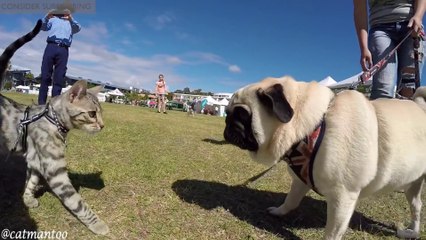 This Cat will meet 50 dogs during event, priceless reactions