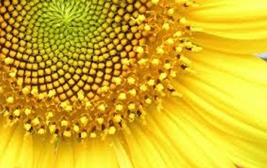 Hidden Benefits of Sunflowers for Beauty