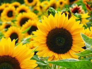 Hidden Benefits of Sunflowers for Beauty and Your Healty