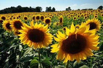 What are the Hidden Benefits of Sunflowers
