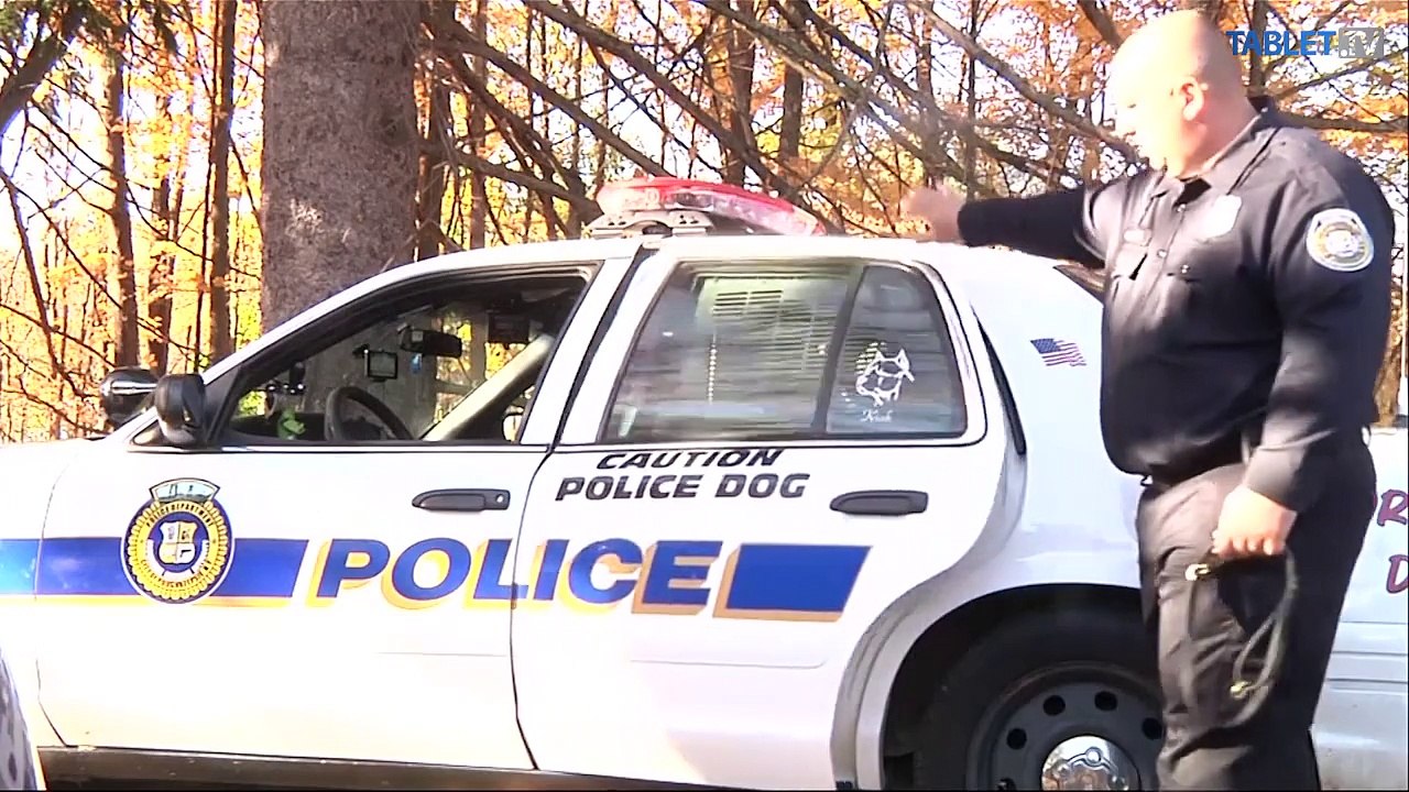 Môže robiť pitbul policajného psa? Pozrite sa