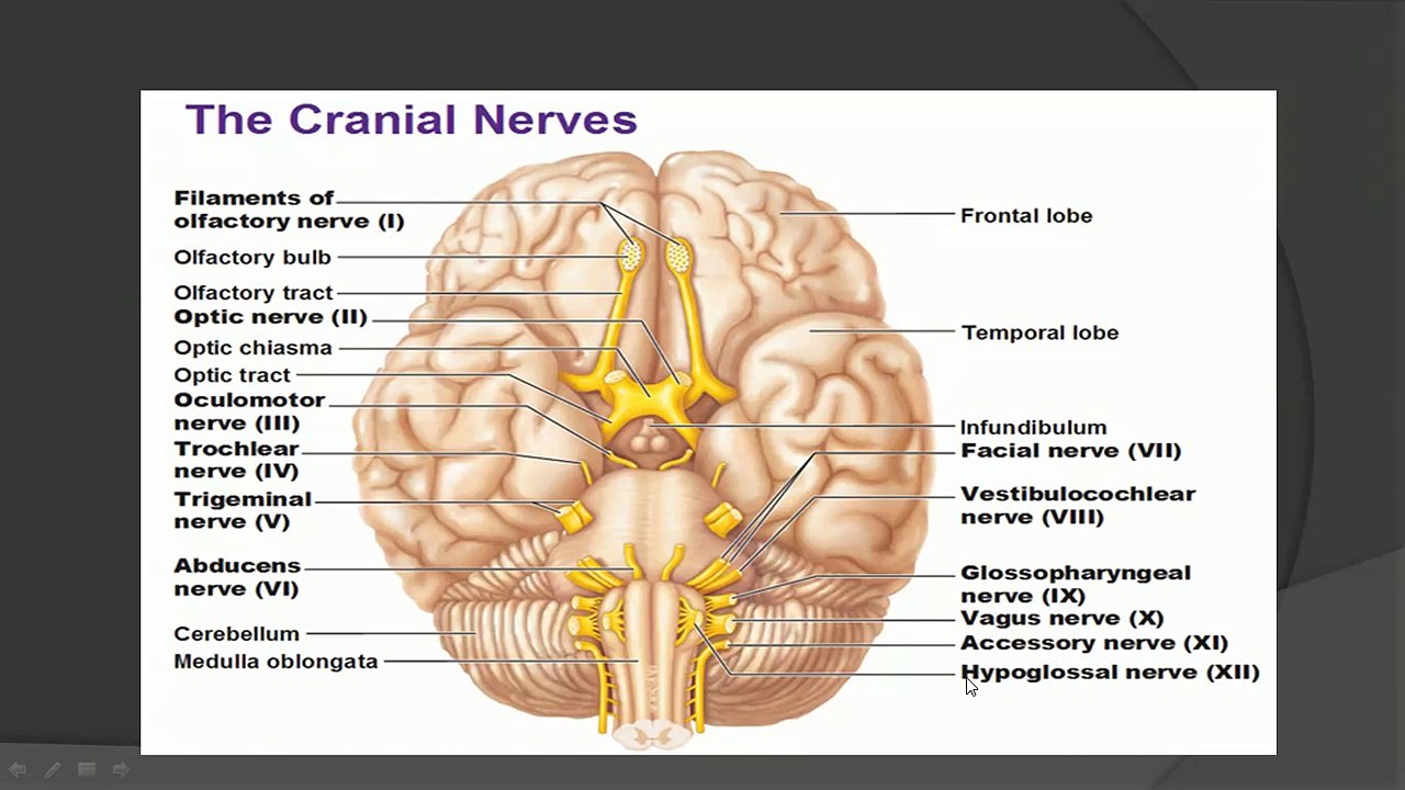 Cranial Nerves - functions, Anatomy