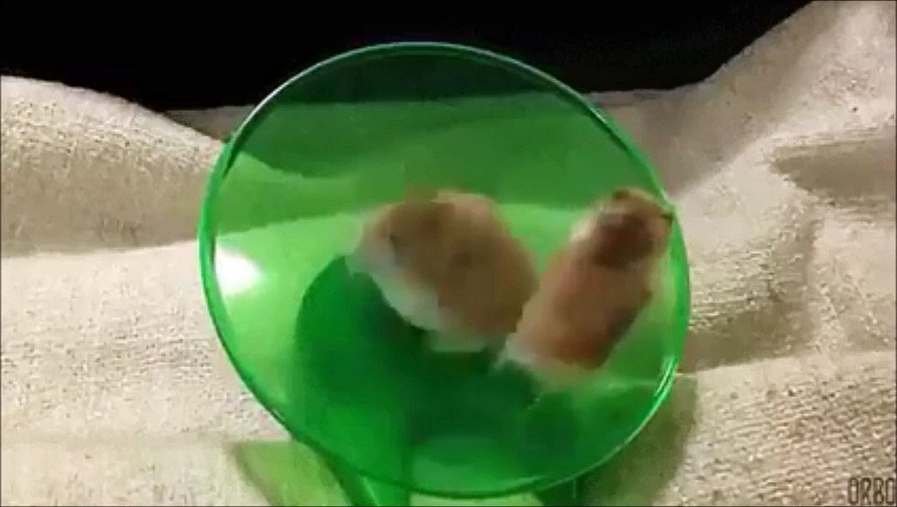 Ce hamster fou court super vite dans sa roue